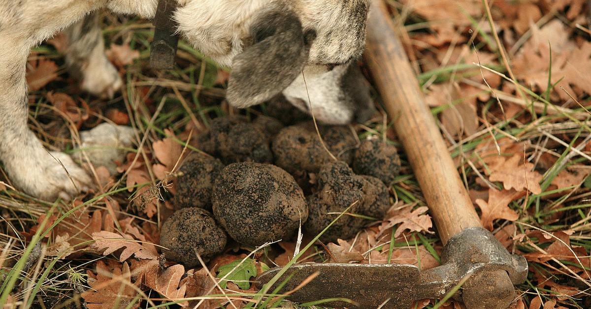 ALTARTUFO